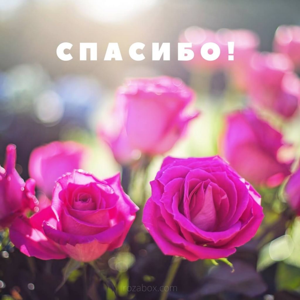 Открытки ватсап спасибо 89