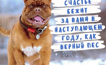 оригинальная открытка год собаки
