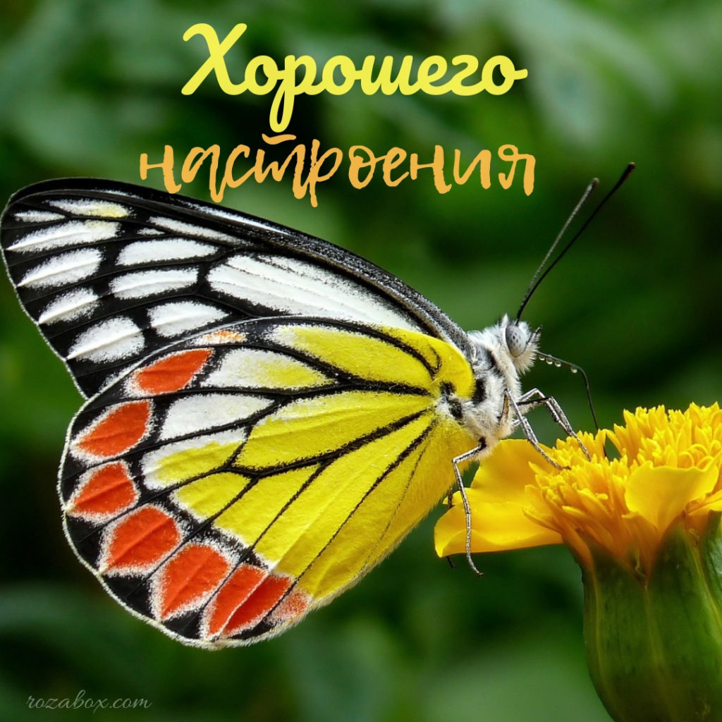Картинки для настроения - RozaBox.com