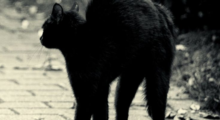 Прикольная картика Брысь проблемы, с черным котом