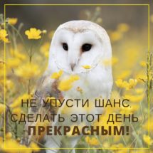 желтая открытка с совой