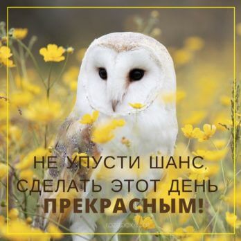 желтая открытка с совой
