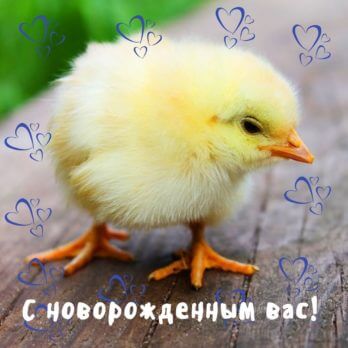 Поздравление с новорожденным мальчиком маме фото 274