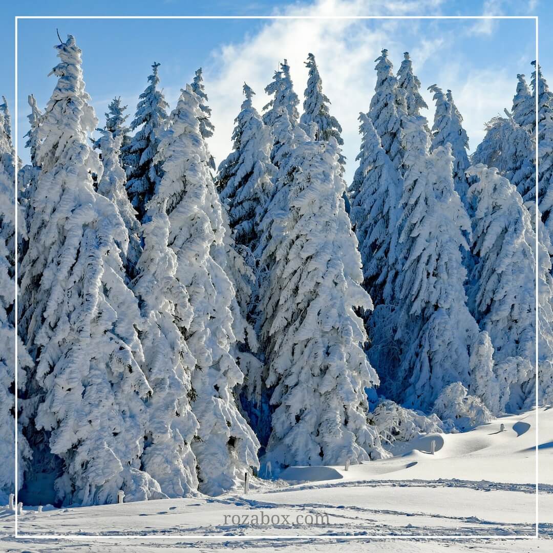 зимний лес красивые фото
