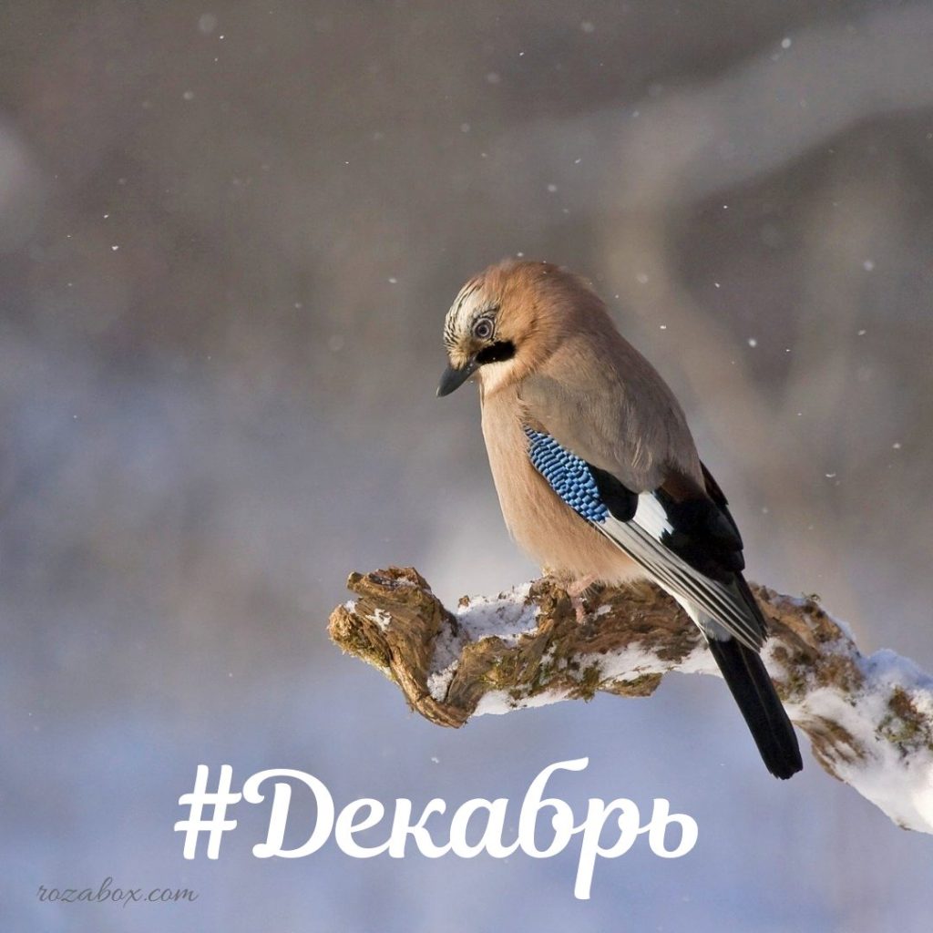 Фотографии Привет Декабрь! - RozaBox.com