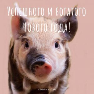 открытки со свиньёй на новый год