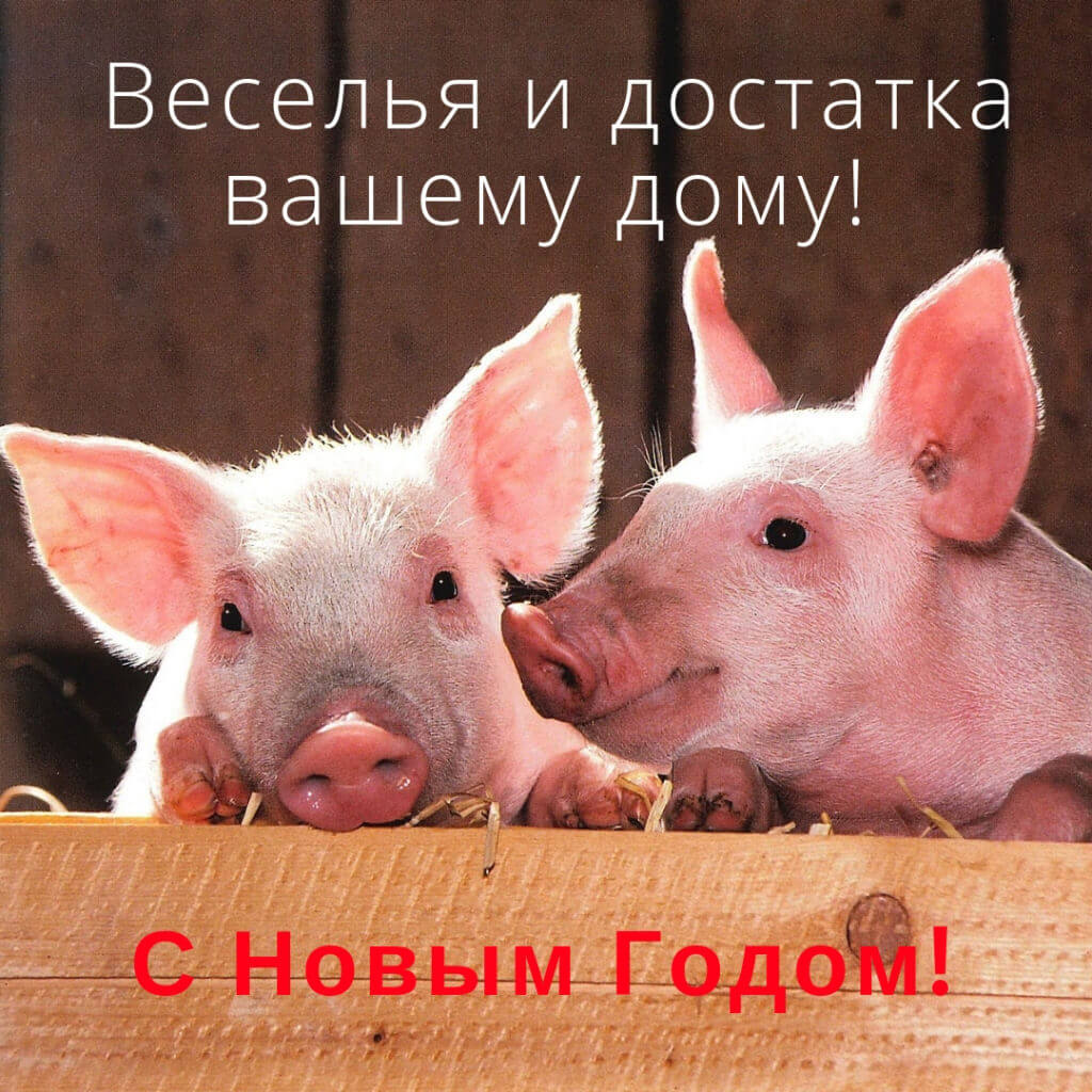 Открытки со свиньёй, символом 2019 года - RozaBox.com