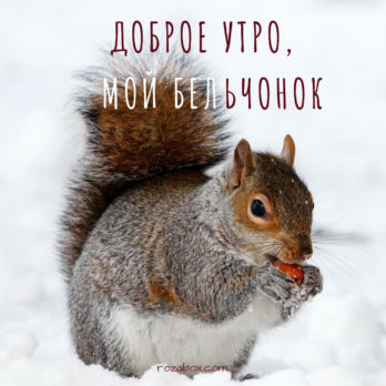 скачать на телефон картинки с добрым утром