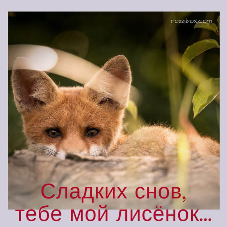 Скачать картинку - Спокойной ночи - RozaBox.com