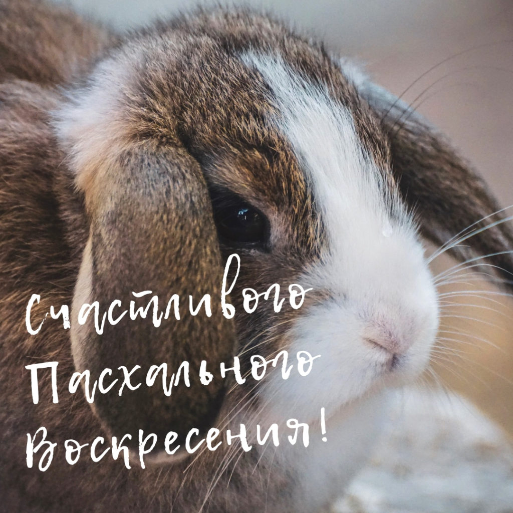 Открытки с кроликом для Пасхи. - RozaBox.com